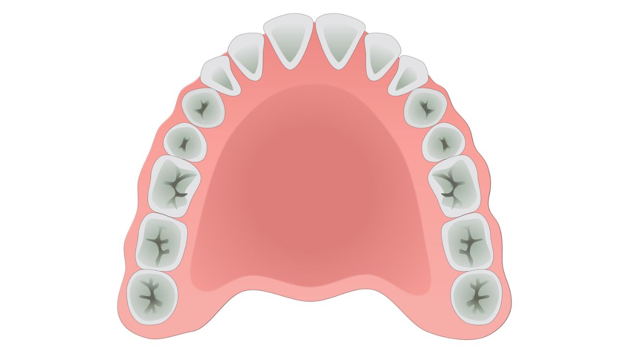 Arcada dentária superior descubra como ela é formada aqui!