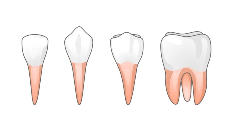 Tipos de dentes: veja quais são e quais são suas funções!